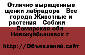 Отлично выращенные щенки лабрадора - Все города Животные и растения » Собаки   . Самарская обл.,Новокуйбышевск г.